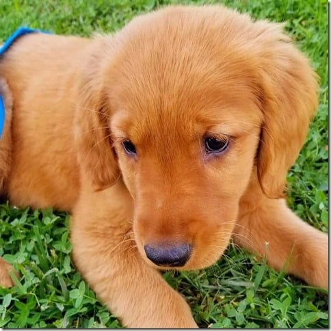 Diego golden retriever puppy cute